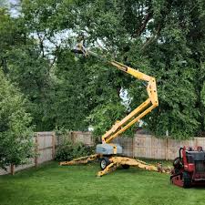 Professional Tree Care in Catasauqua, PA