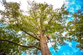 Best Tree Risk Assessment  in Catasauqua, PA