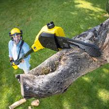 Pest Control for Lawns in Catasauqua, PA