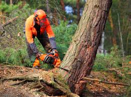 Best Aeration Services  in Catasauqua, PA