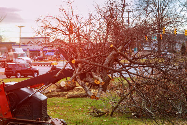 Best Tree Maintenance Programs  in Catasauqua, PA