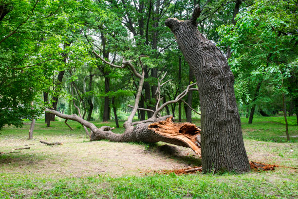 How Our Tree Care Process Works  in  Catasauqua, PA