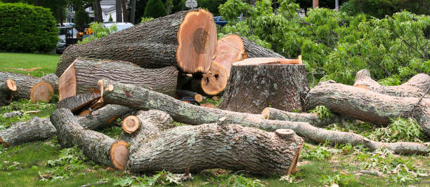 Best Tree and Shrub Care  in Catasauqua, PA
