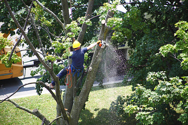 Best Hedge Trimming  in Catasauqua, PA