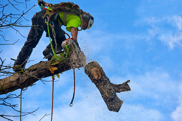 Best Tree Trimming and Pruning  in Catasauqua, PA